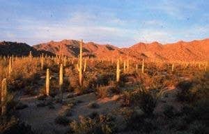 Camper submitted image from South Maricopa Mountains Wilderness Area - 1