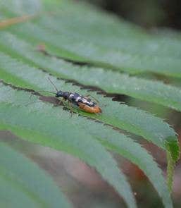 Camper-submitted photo at Patos Island State Park Campground near Point Roberts, WA