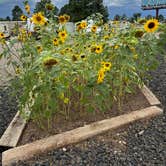 Review photo of Elk Horn RV Park by Lori W., July 15, 2024