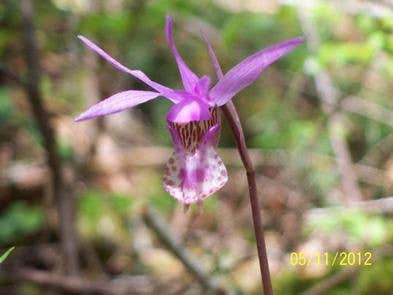 Camper submitted image from Alsea Falls Recreation Site (campground) - 1