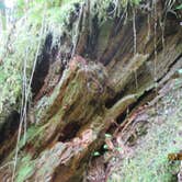 Review photo of Gales Creek Campground by Paul A., April 11, 2016