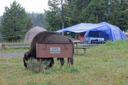 Bridge Bay Campground — Yellowstone National Park