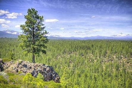 Camper submitted image from Driftwood Campground - Deschutes - 2