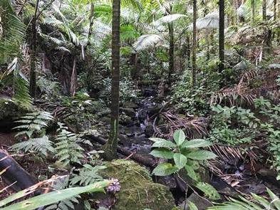 Camper-submitted photo at El Yunque National Forest Camp Sites in Puerto Rico