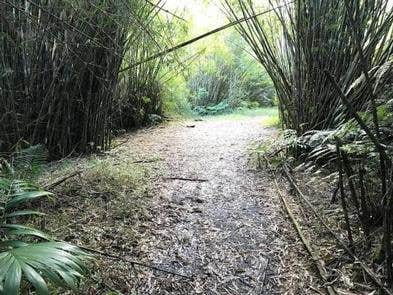 Camper-submitted photo at El Yunque National Forest Camp Sites in Puerto Rico