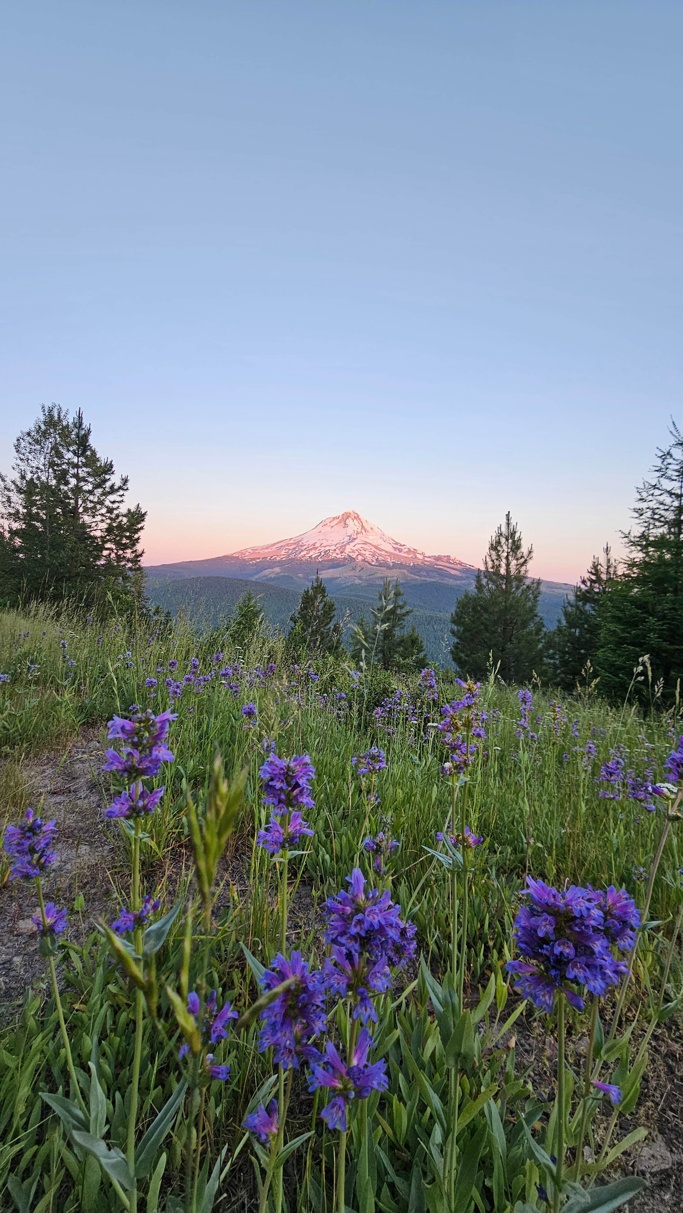 Camper submitted image from Forest Rd 2730 - Mt Hood NF - 1