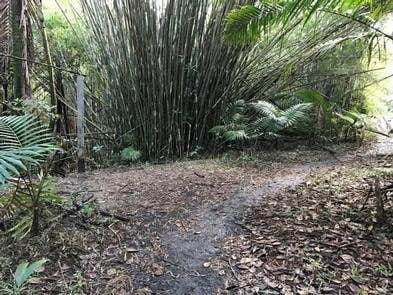 Camper submitted image from El Yunque National Forest Camp Sites - 1