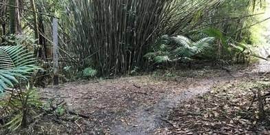 Camper submitted image from El Yunque National Forest Camp Sites