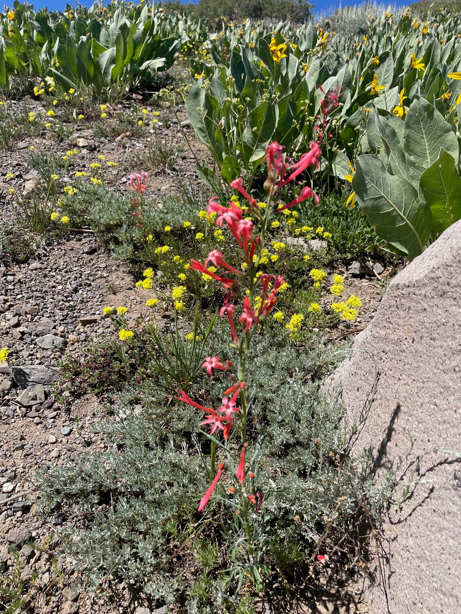 Camping near Pacific Valley Campground: Highland Lakes Campground, Bear Valley, California