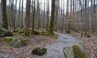Camping near Pigeon River Campground : Big Creek Campground — Great Smoky Mountains National Park, Hartford, Tennessee