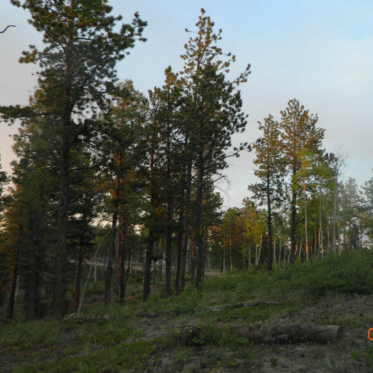 Rampart Range Dispersed Camping Woodland Park, CO