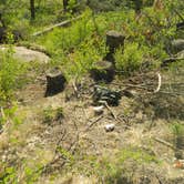 Review photo of Rampart Range Dispersed by Elise C., July 17, 2024