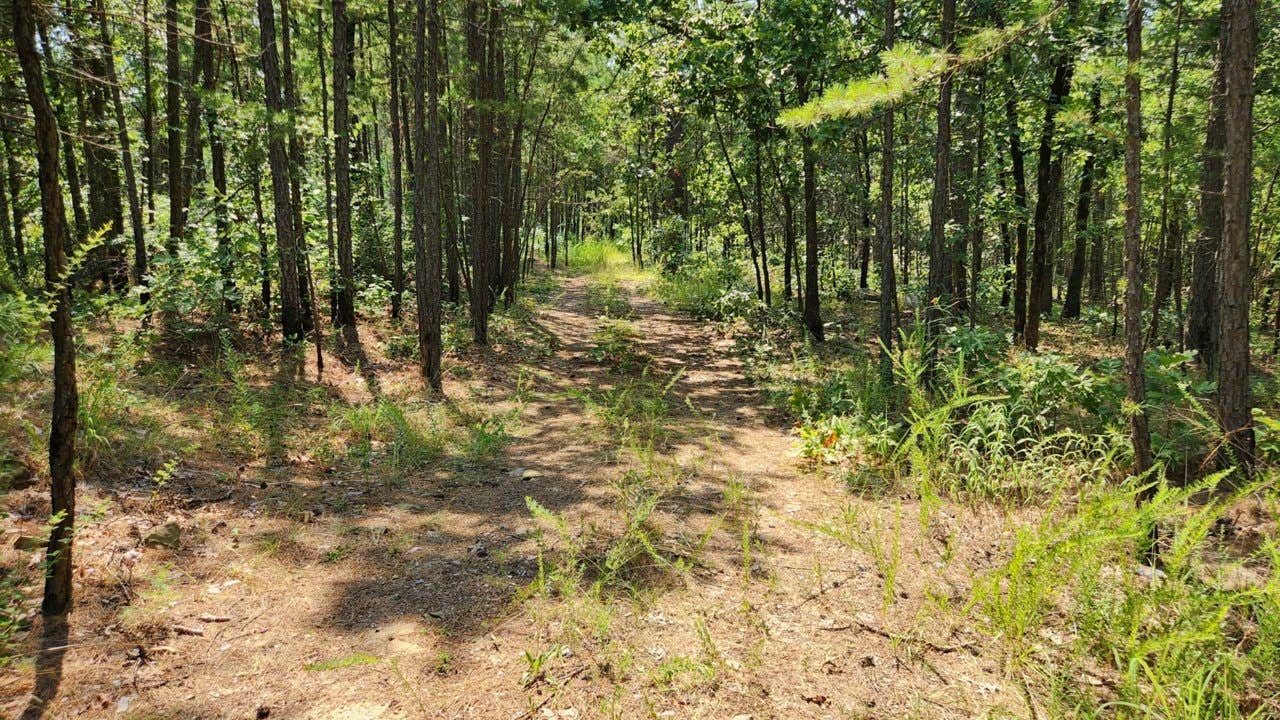 Camper-submitted photo at Girard Rd/Forest Road 20 Dispersed, Ouachita National Forest, AR near Paris, AR