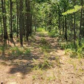 Review photo of Girard Rd/Forest Road 20 Dispersed, Ouachita National Forest, AR by Fred S., July 17, 2024