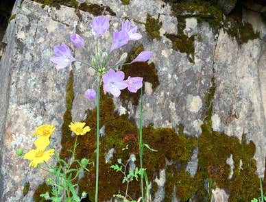 Camping near McClure Point Recreation Area: North Fork Primitive Camp, Midpines, California