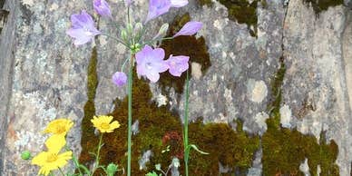 Camper submitted image from North Fork Primitive Camp