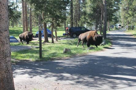 Camper-submitted photo at Norris Campground — Yellowstone National Park - TEMPORARILY CLOSED near Yellowstone National Park