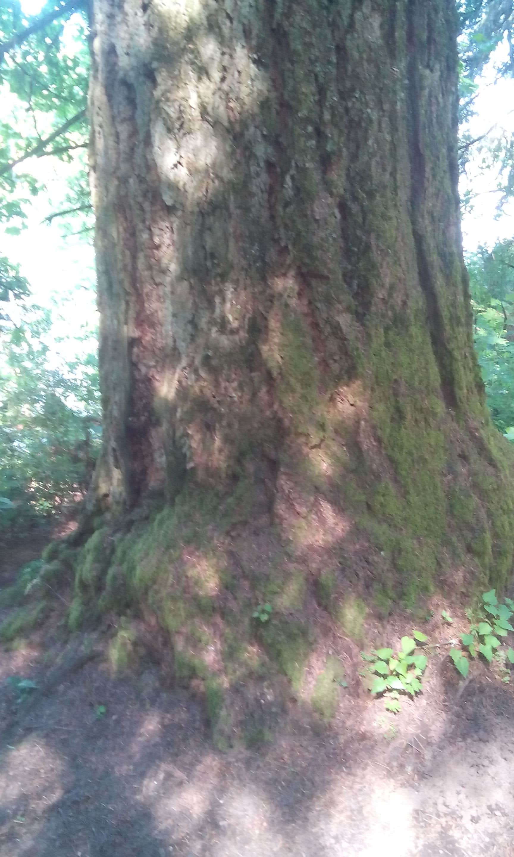 Camper-submitted photo at Champoeg State Heritage Area Campground in Oregon
