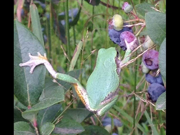 Camper submitted image from Moss Funnel Farms - 4