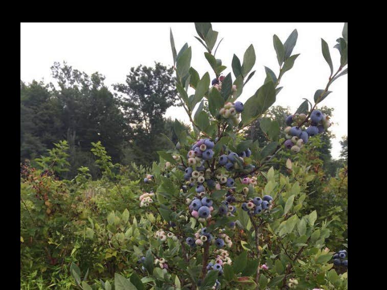Camper submitted image from Moss Funnel Farms - 3