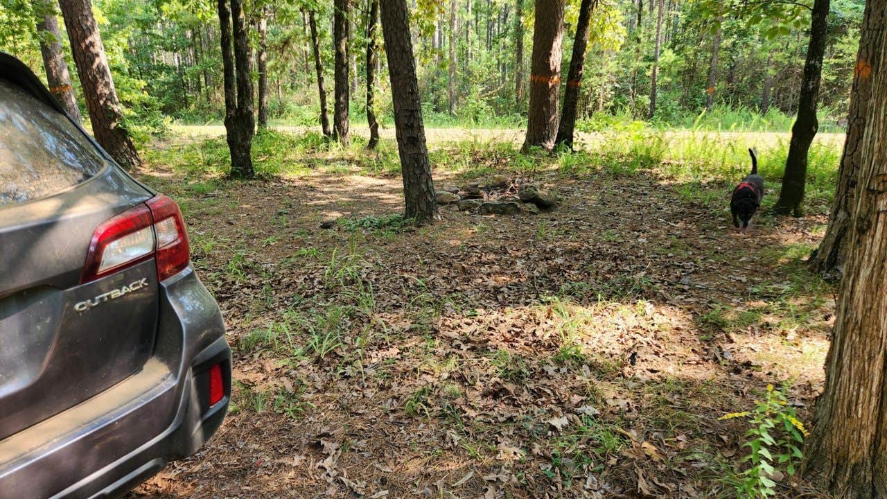 Camper-submitted photo at Jack Creek Rd Pull Thru Dispersed, Ouachita National Forest, AR near Paris, AR