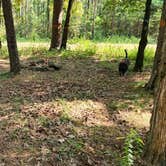 Review photo of Jack Creek Rd Pull Thru Dispersed, Ouachita National Forest, AR by Fred S., July 21, 2024