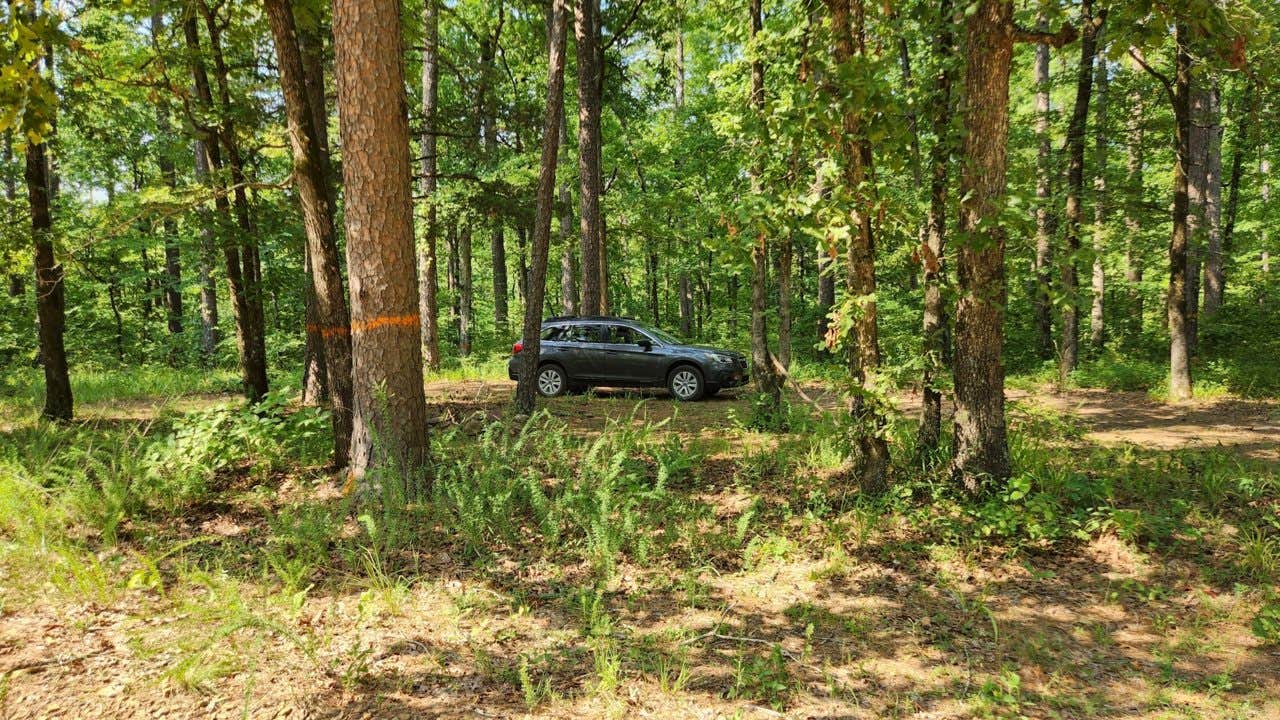 Camper submitted image from Jack Creek Rd Pull Thru Dispersed, Ouachita National Forest, AR - 1