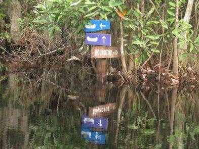 Camper submitted image from Okefenokee National Wildlife Refuge Camping - 2