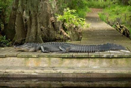 Camper submitted image from Okefenokee National Wildlife Refuge Camping - 5