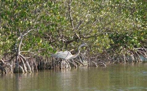 Camper submitted image from Canaveral National Seashore - 5