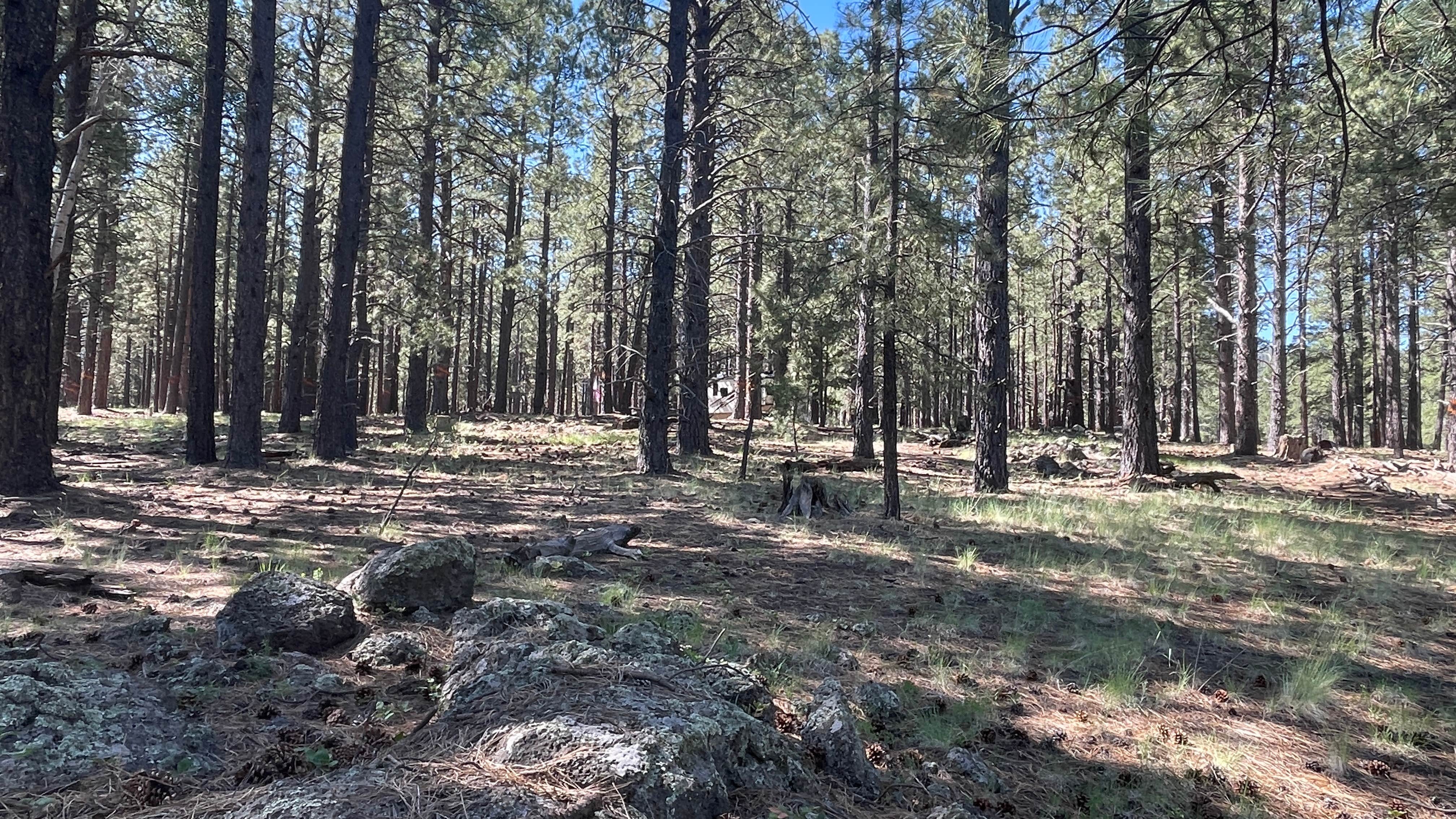 Camper-submitted photo at FR 151 Dispersed Camping near Kaibab National Forest