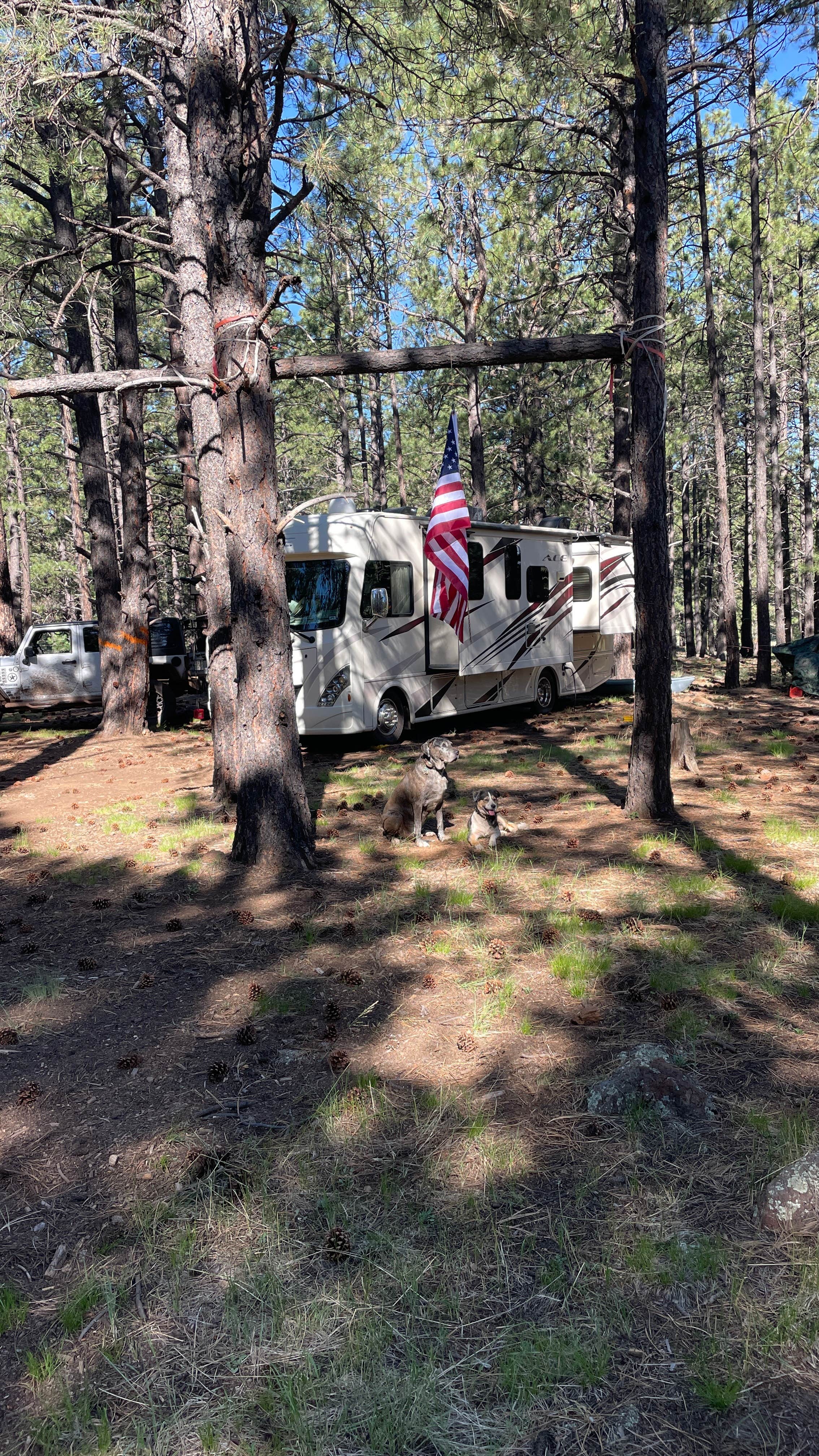 Camper submitted image from FR 151 Dispersed Camping - 1