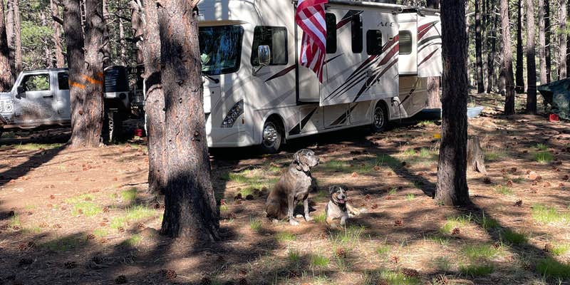 Camper submitted image from FR 151 Dispersed Camping