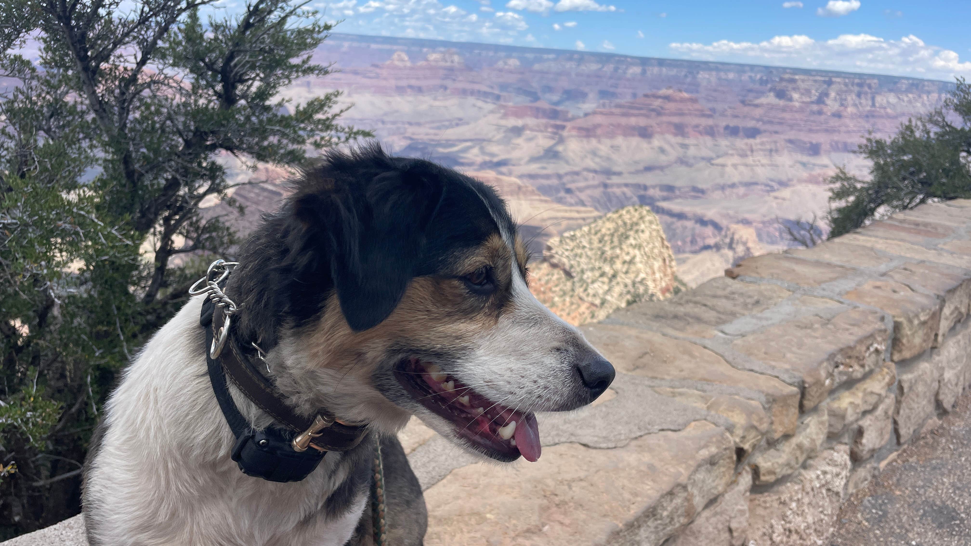 Camper-submitted photo at FR 151 Dispersed Camping near Kaibab National Forest