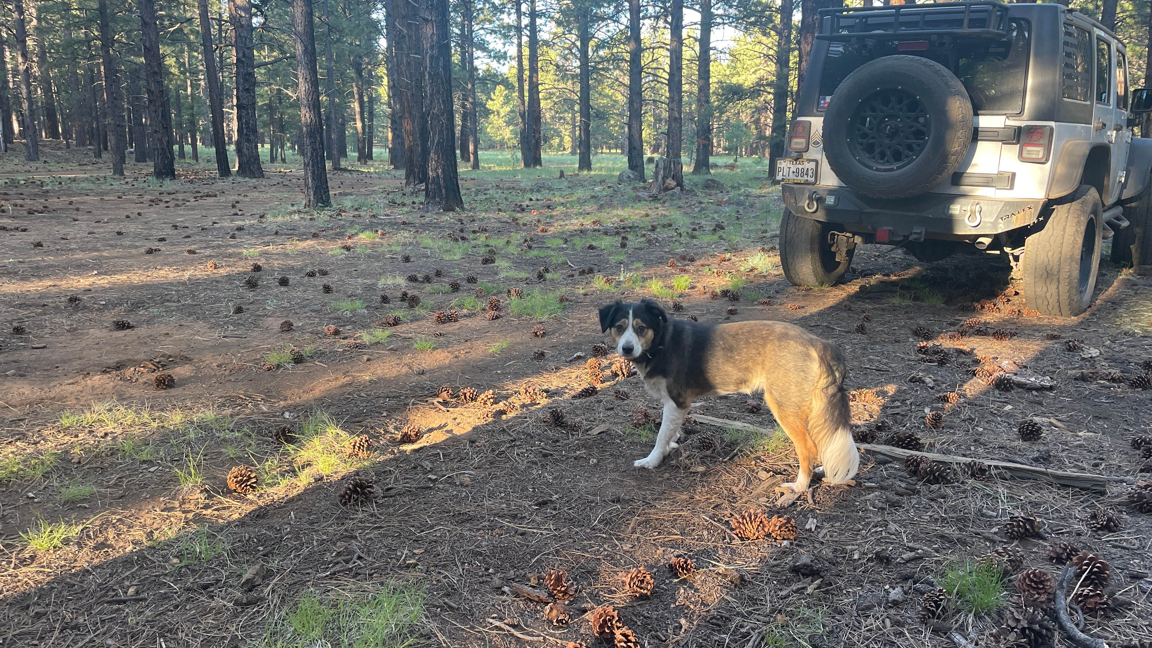 Camper-submitted photo at FR 151 Dispersed Camping near Kaibab National Forest