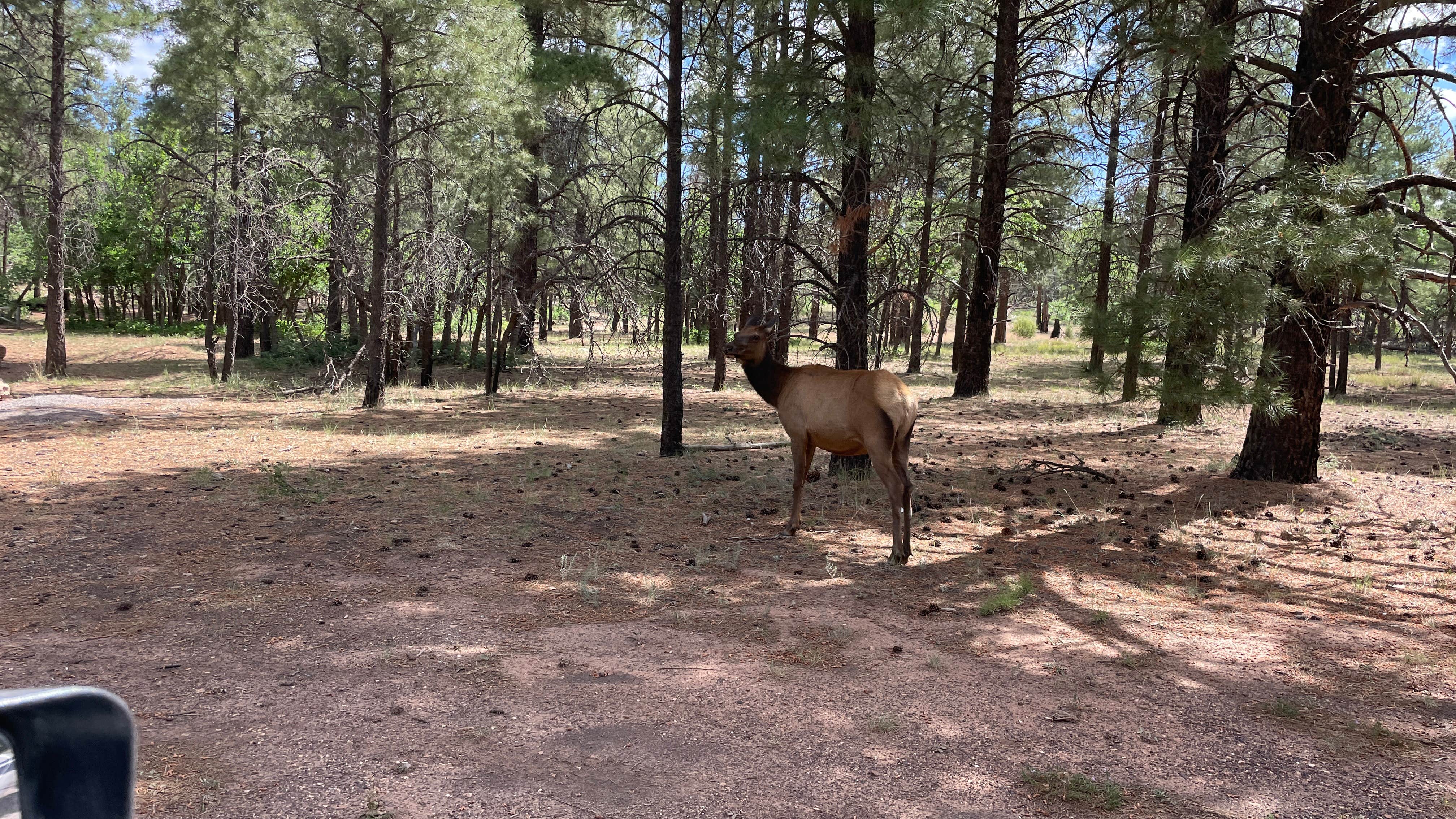 Camper-submitted photo at FR 151 Dispersed Camping near Kaibab National Forest