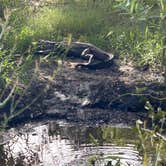 Review photo of Istokpoga Canal Boat Ramp And Campsite by JERRY C., July 24, 2024