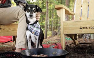 The Dyrt's photo of camping with pets at Meadow Hideout near Elkins, NH