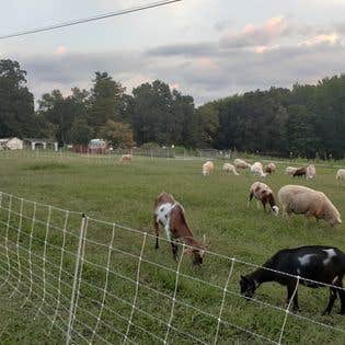 Camper-submitted photo at Brookhaven Mill Farm near Burlington, NC