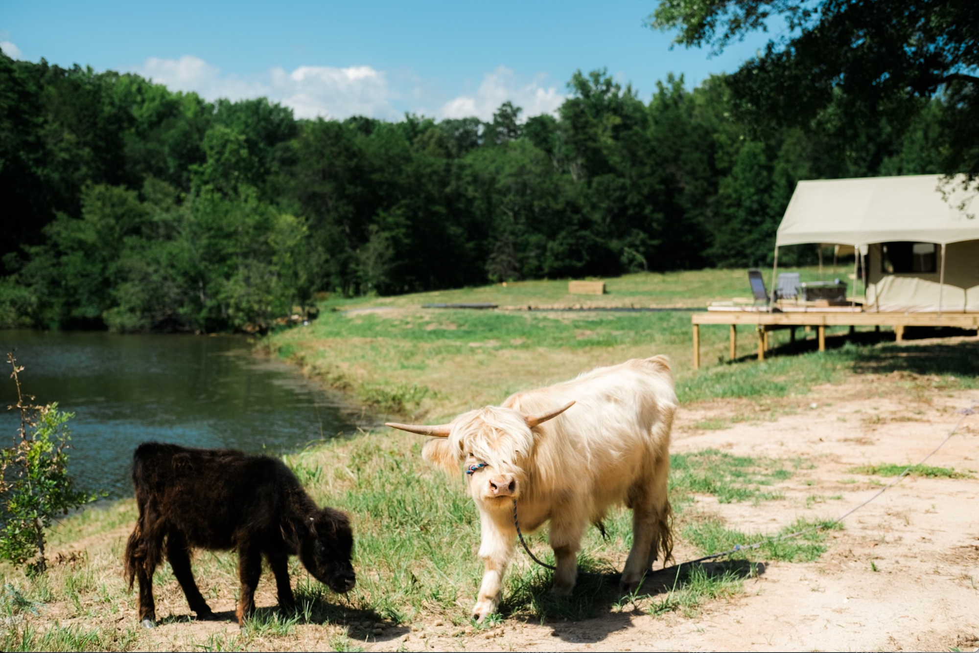Camper-submitted photo at WyldStay Greenville near Simpsonville, SC