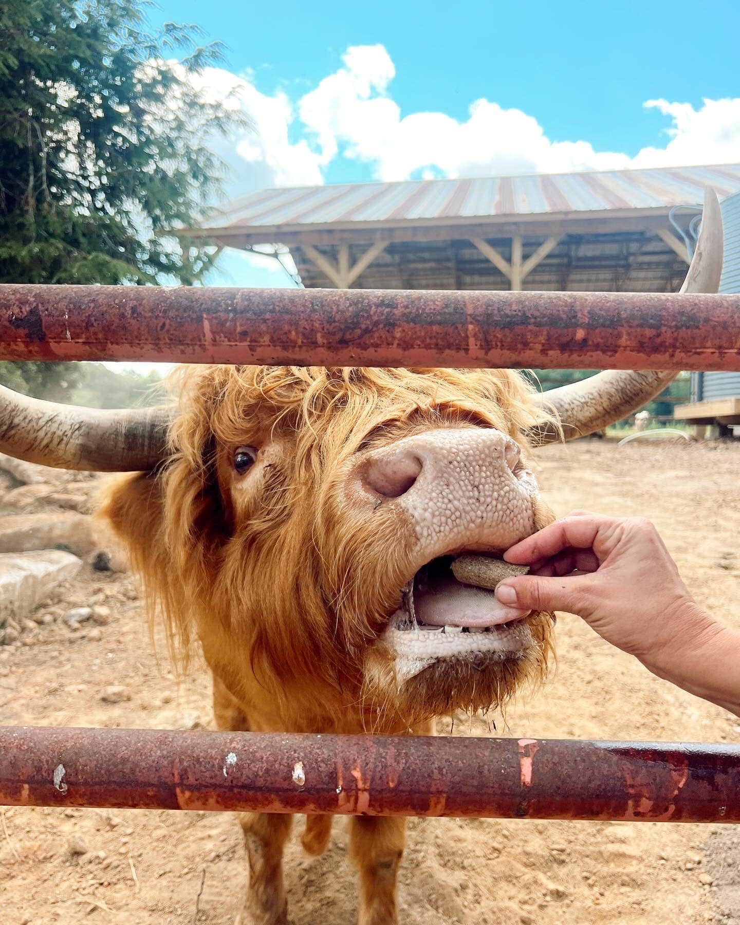 Camper-submitted photo at WyldStay Greenville near Simpsonville, SC