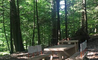 The Dyrt's photo at Forest with a Trout Creek near Ellenville, NY