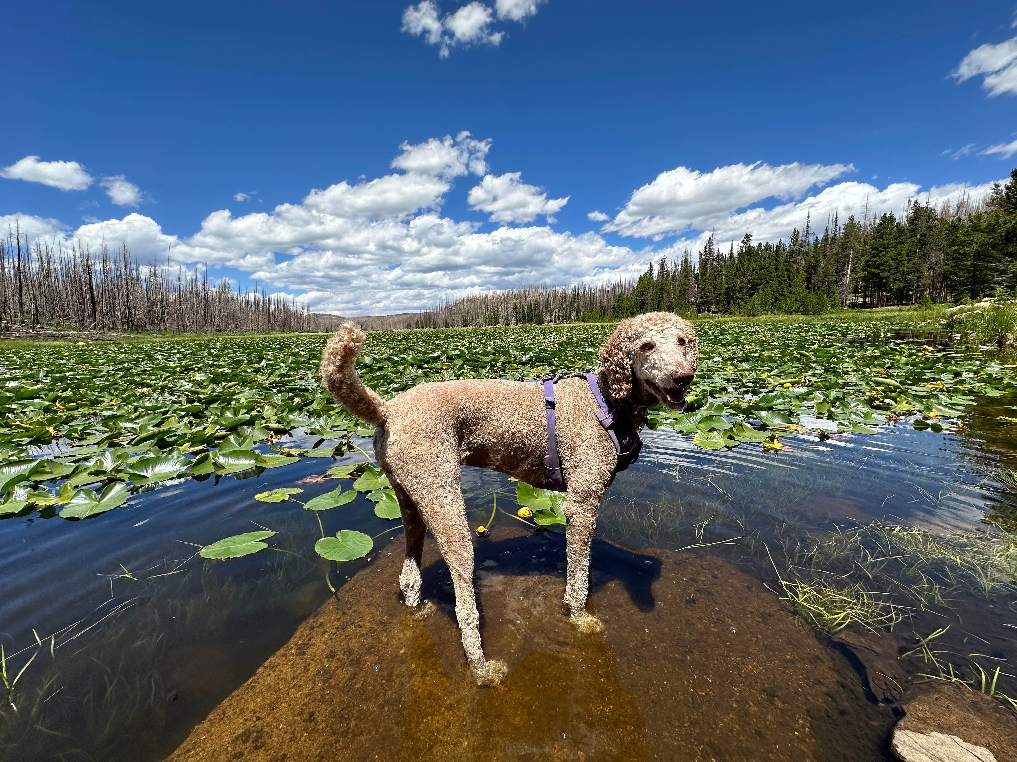 Kevin W.'s photo of camping with pets at Chambers Lake Dispersed Camping near Gould, CO