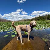 Review photo of Chambers Lake Dispersed Camping by Kevin W., July 26, 2024