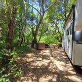 Review photo of Henry Cowell Redwoods State Park Campground by Laura M., July 26, 2024