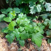 Review photo of Henry Cowell Redwoods State Park Campground by Laura M., July 26, 2024