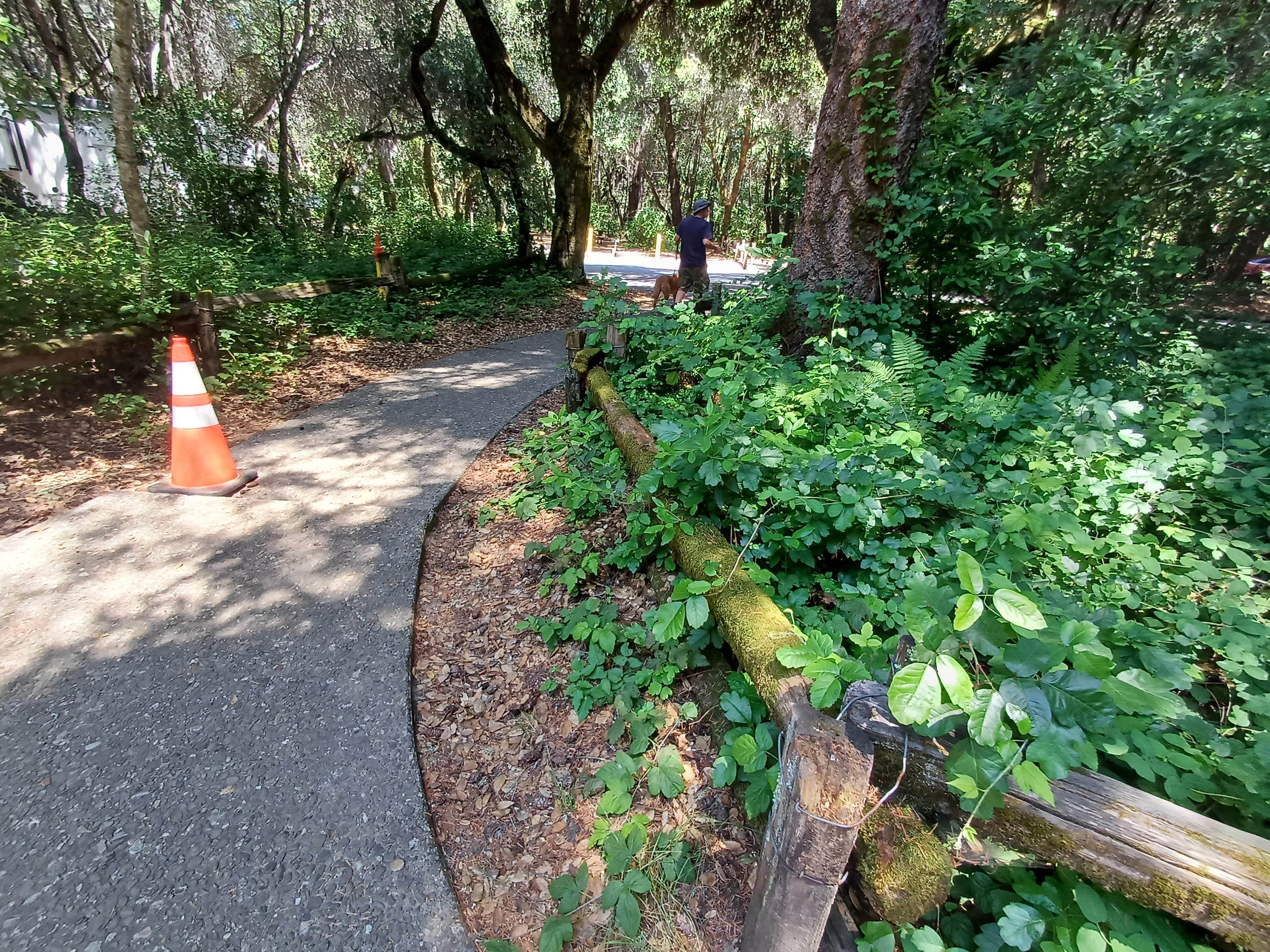 Laura M.'s photo of camping with pets at Henry Cowell Redwoods State Park Campground near San Jose, CA