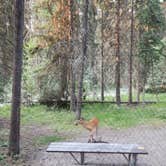 Review photo of Bowman Lake Campground — Glacier National Park by Taryn S., July 27, 2024