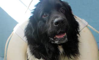 The Dyrt's photo of camping with pets at A Slice of Heaven near Hanover, NH