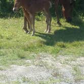 Review photo of Bayside Assateague Campground — Assateague Island National Seashore by Cassandra A., September 14, 2016